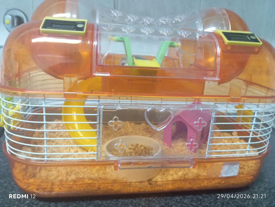 Hamsters para adoção