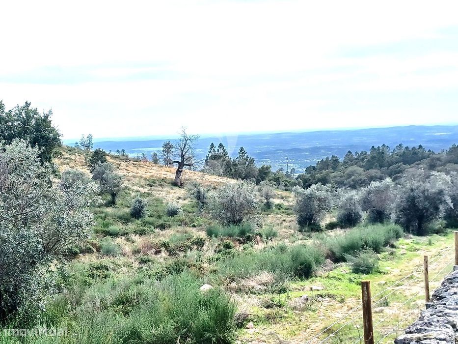 TERRENO RÚSTICO 5,425 HA - Portalegre
