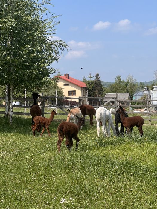 Alpaki na sprzedaż – samice i samce  - Alpaki Roztocze