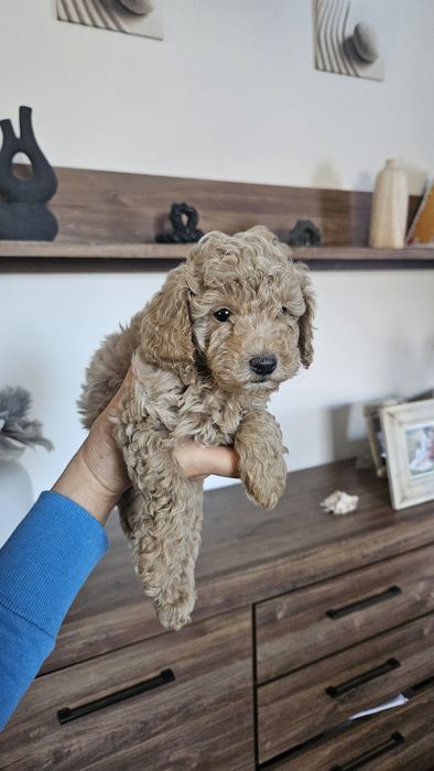 Pudel toy rudy red przesliczny piesek