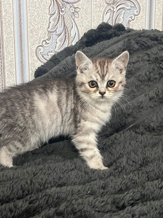 Котенята Британці