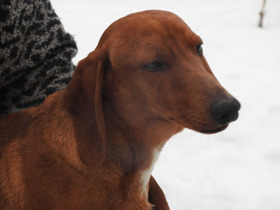 Jamnik krótkowłosy miniaturowy-rodowodowy