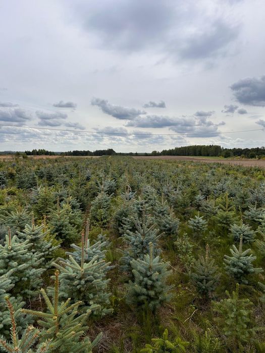 Świerk w donicach kaibab , plantacja , choinki producent