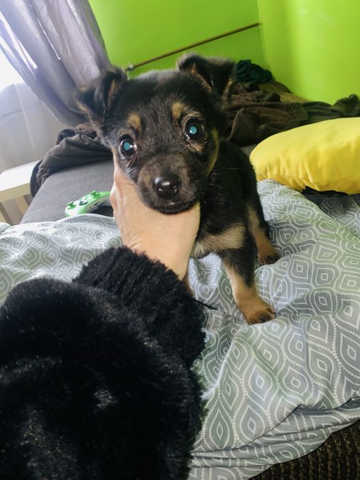 Oddam suczke w dobre rece