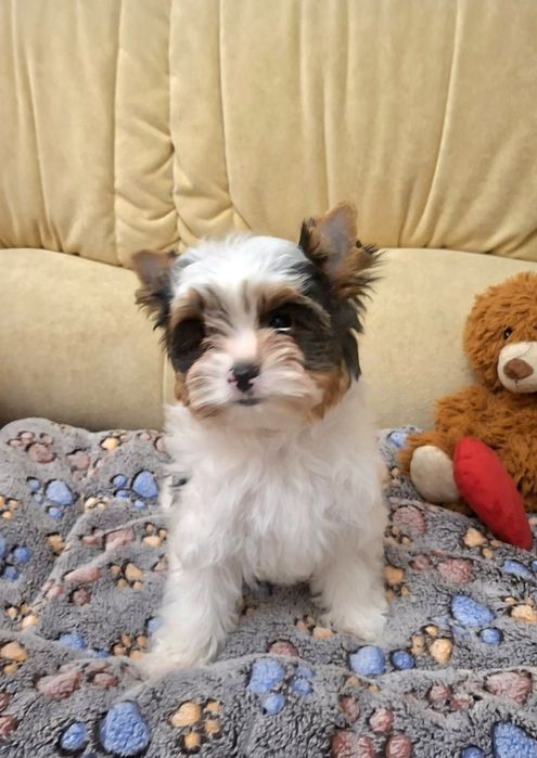 Щенок бивер йорк