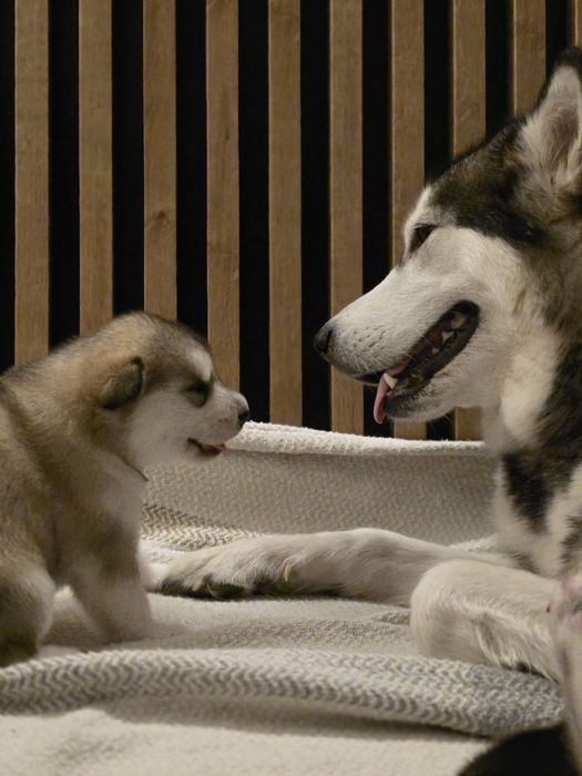 Alaskan Malamute ZKwP/FCI