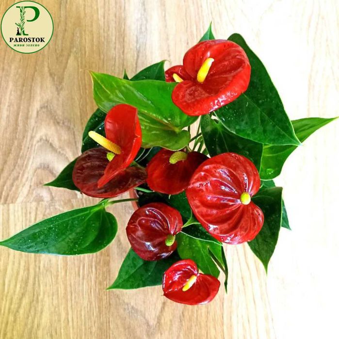 Антуріум. Туренза. Сільвер Блаш.