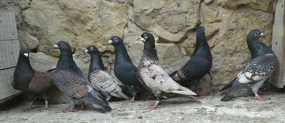 Pocztowe gołębie- toy/ frill stencill