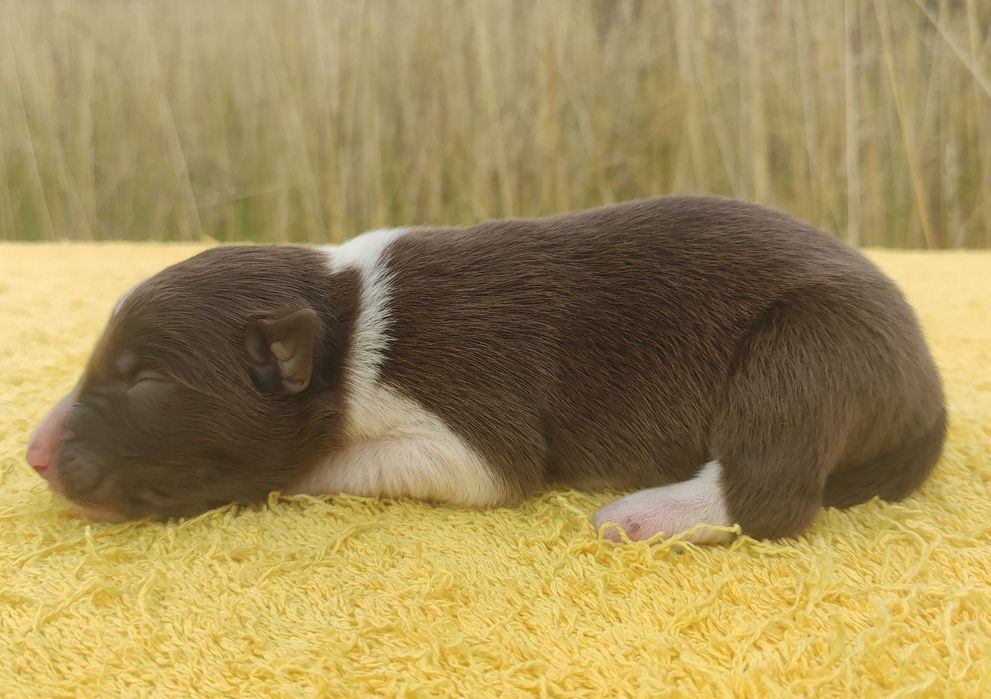Piękny czekoladowy BORDER COLLIE z pełną dok. super rodzice - przebadani