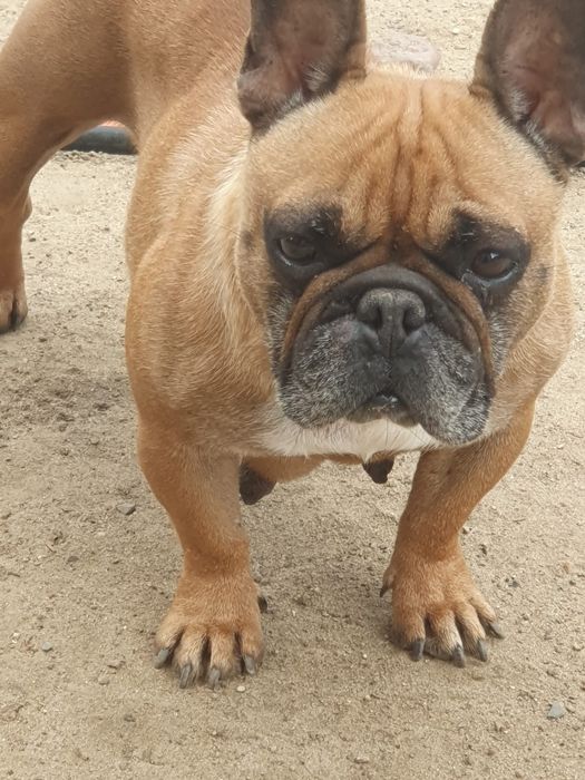 Bulldog francuski/Dorosła ruda sunia