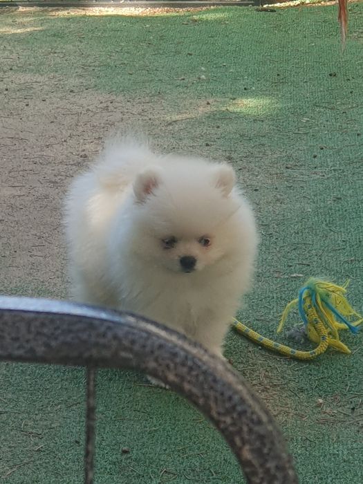 Szpic miniaturowy pomeranian/Malutki wesolek