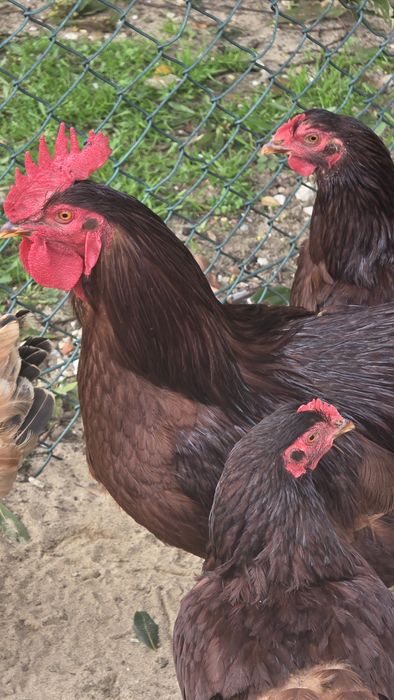 Ovos de galinha para chocadeira