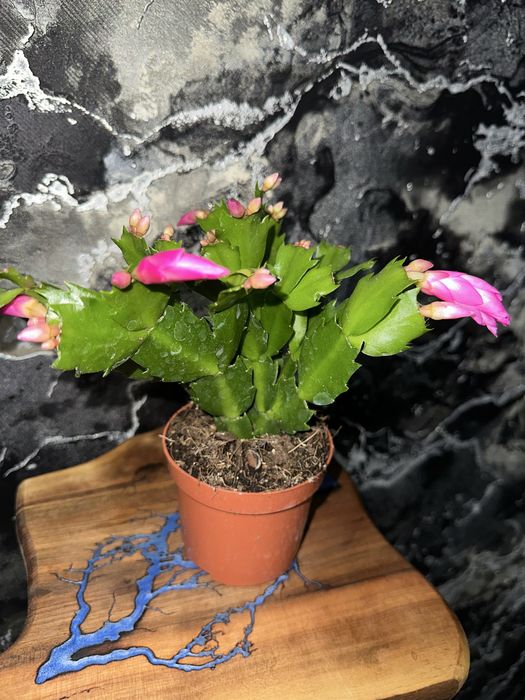 Кімнатні рослини/квіти різдвяник/шлюмбергера