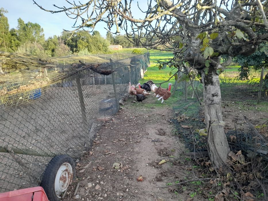 Vendo perús de varios tamanhos