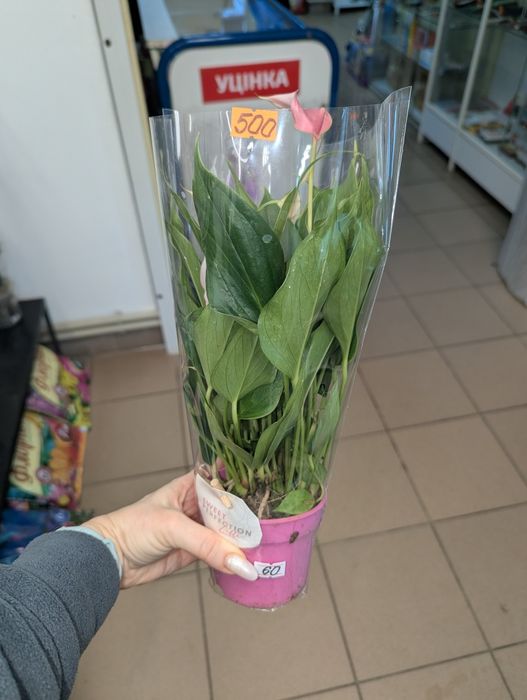 Антуріум, антуріум Лілі Lilli