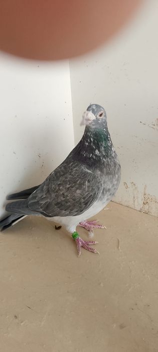 Sprzedam pocztowe samczyki