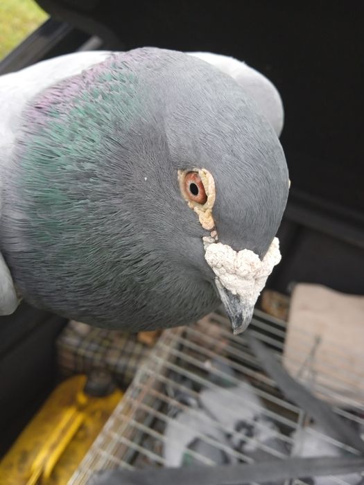 Gołębie pocztowe NL