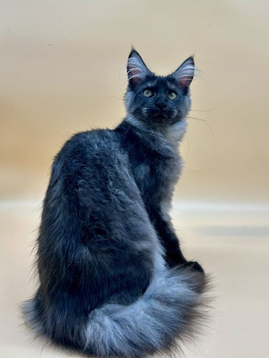 Мейн кун  котенок девочка черный дым с документами питомник