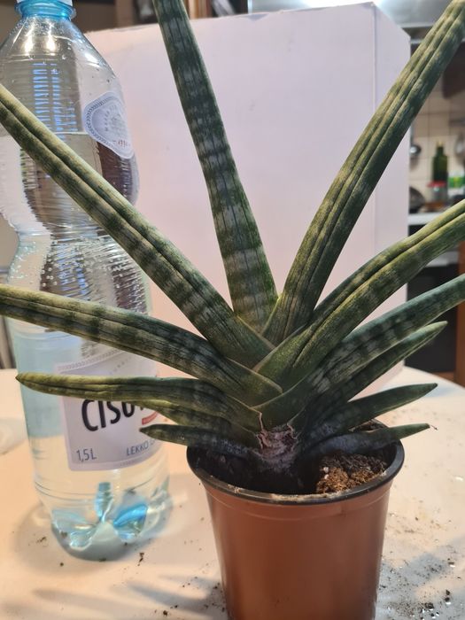 Sansevieta masoniana