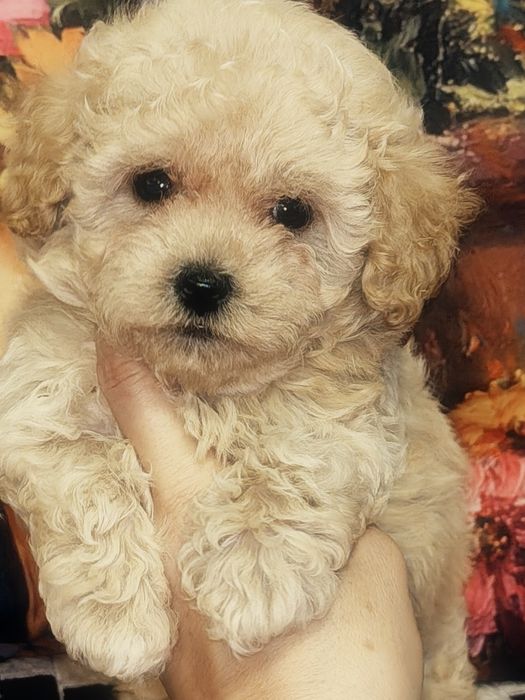 Śliczna mała suczka Maltipoo
