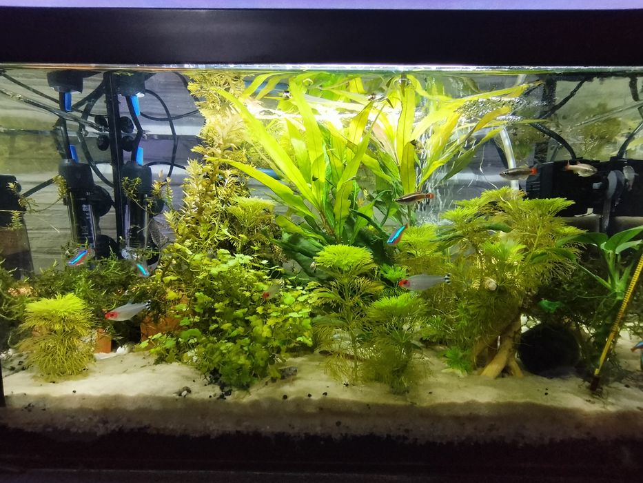 Akwarium 37l  Diversa