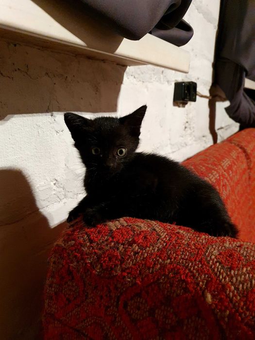 Кошення. Чорне кошення в хороші руки