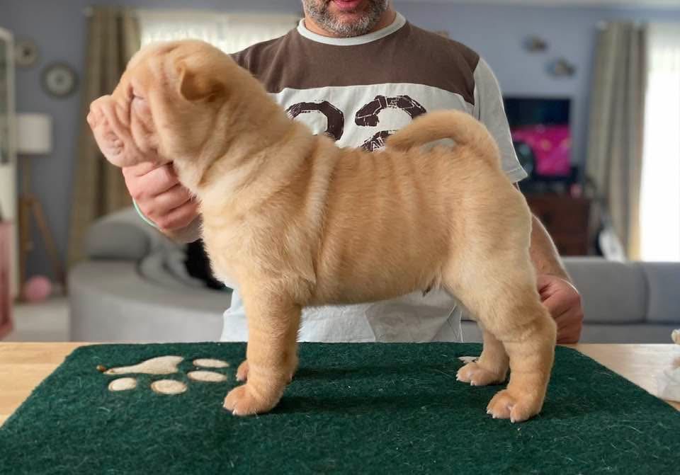 Shar Pei com Lop e afixo