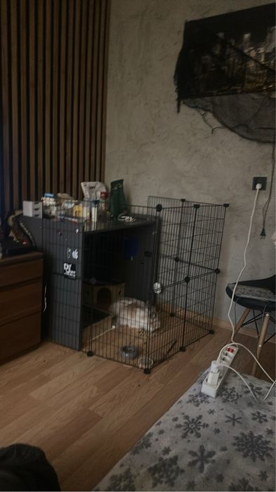 na sprzedaż dwa króliczki