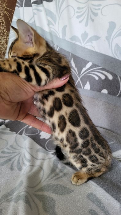 Бенгальские котята  клубные