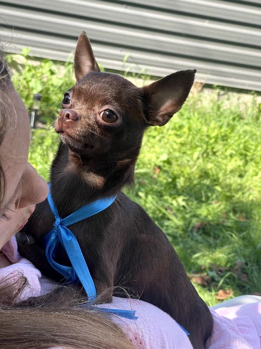 VIP Чіхуахуа шоколадна принцеса