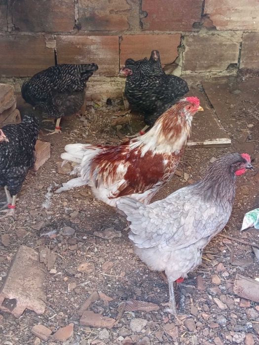 Macho ameraucana