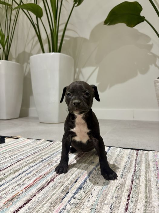 Amstaff Suczka Czarna