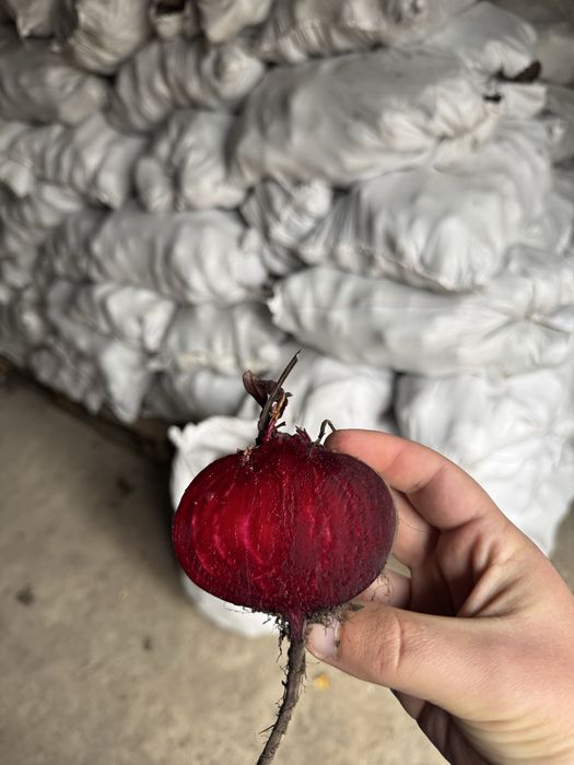 Продам Буряк «Водан»