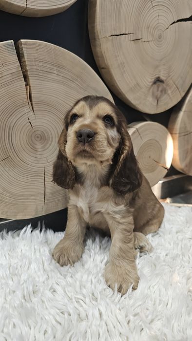Cocker Spaniel Angielski