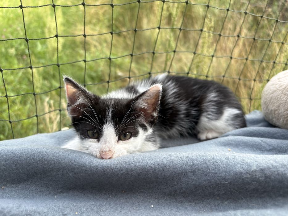 Super kotek do adopcji - pokochaj Fiołeczka