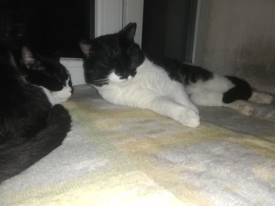 Zaginoł kot biało czarny