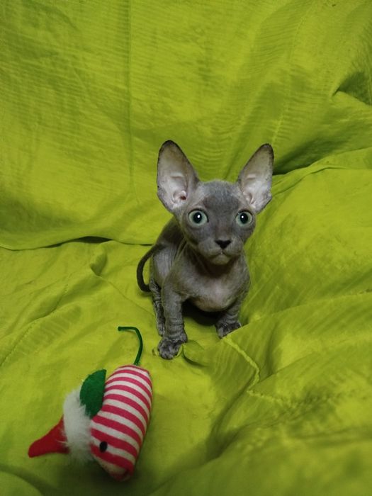 Сфінкс кошенята Бамбіно коротколапі