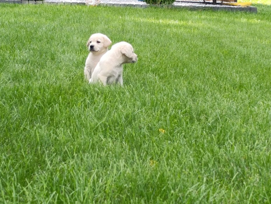 Labrador retriever