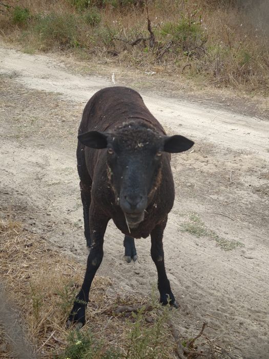 Troco por cabras anã