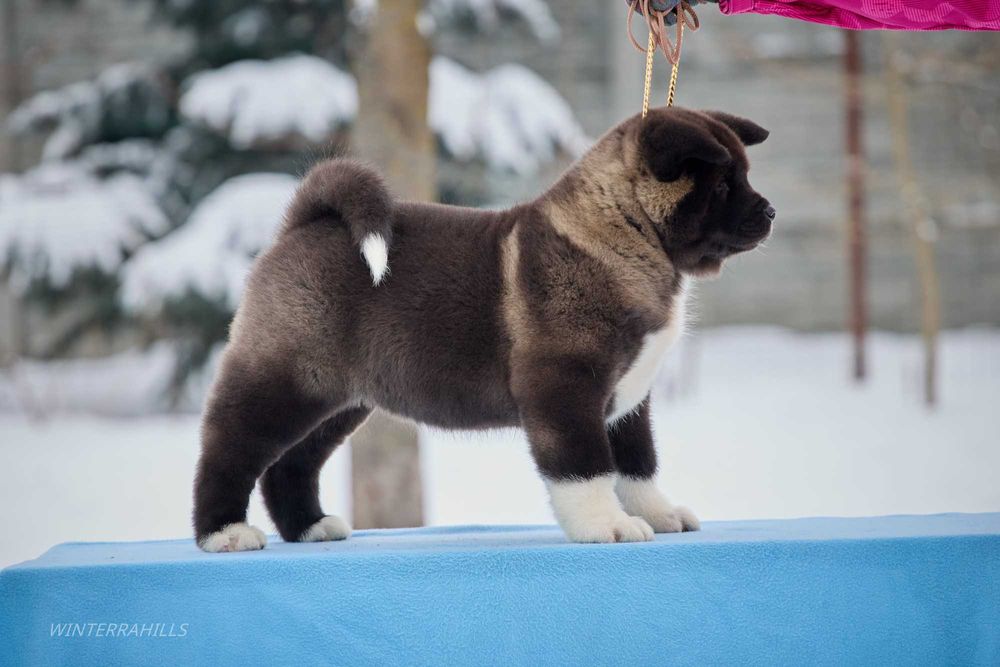 Американська Акіта крові Saburuko-Ruthdales-Buckridges
