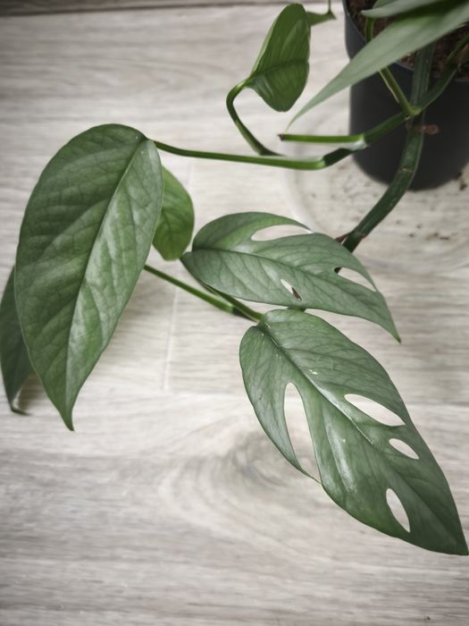 Эпипремум Себу Блу