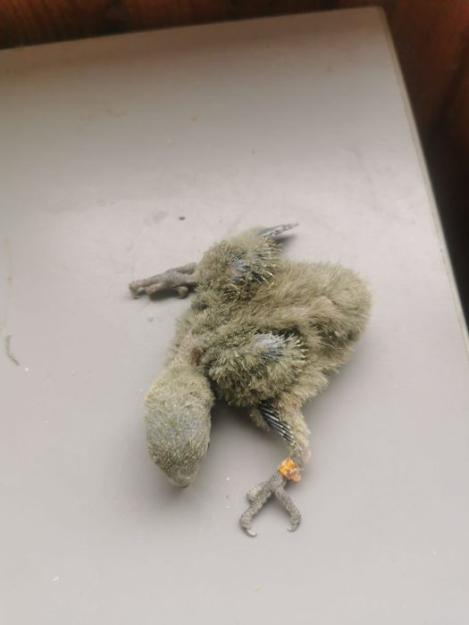 Roseicolis bebés que estão prontos para quem gosta de criar á mão