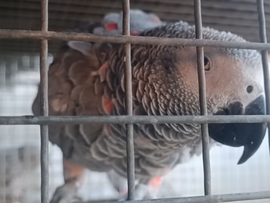 Painel rede 30x30 1m x2m