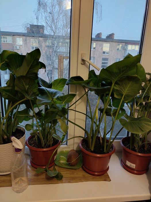 Калла комнатное растение