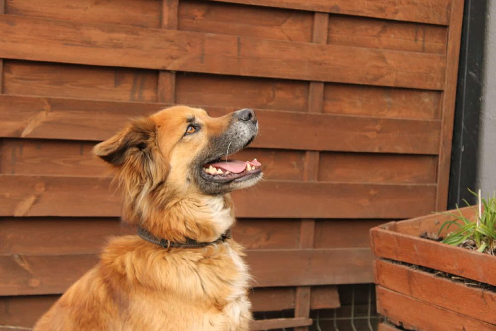 Supeł szuka kochającego domu!