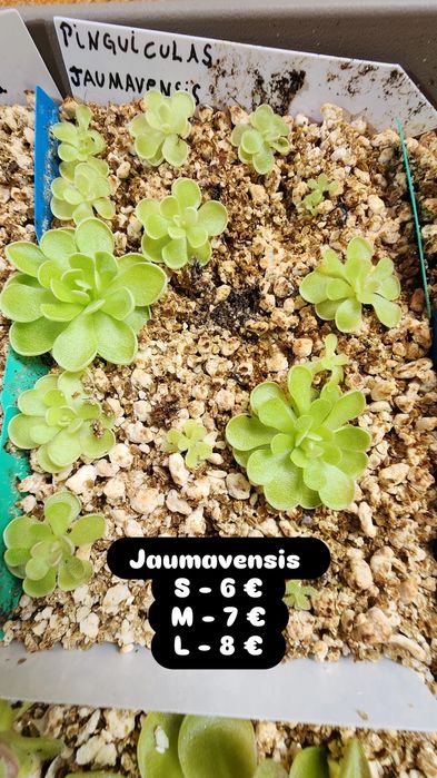 Planta carnívora Pinguicula Jaumavensis