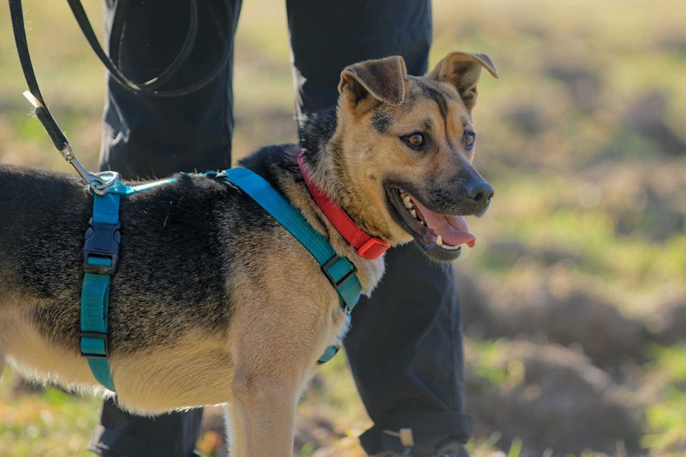 Tobi młody psiak do adopcji
