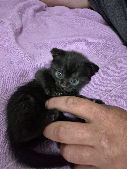 Котёнок девочка объявление зарание