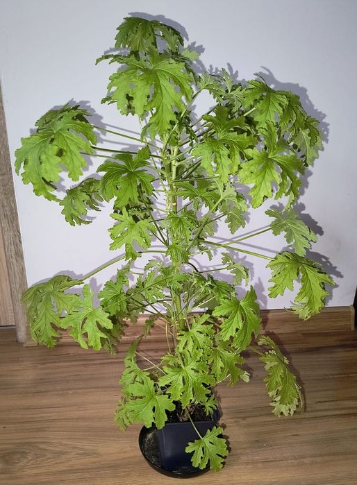 Geranium, Anginka, Rozyndla