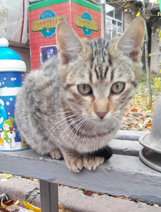 Гарненький котик таббі в добрі руки.